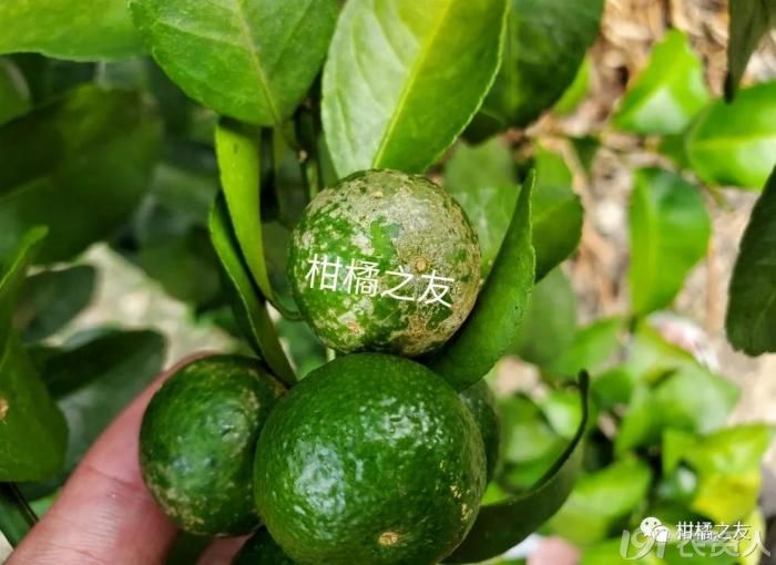 柑橘白癞病什么时候用药(柑橘白赖病用什么药预防)