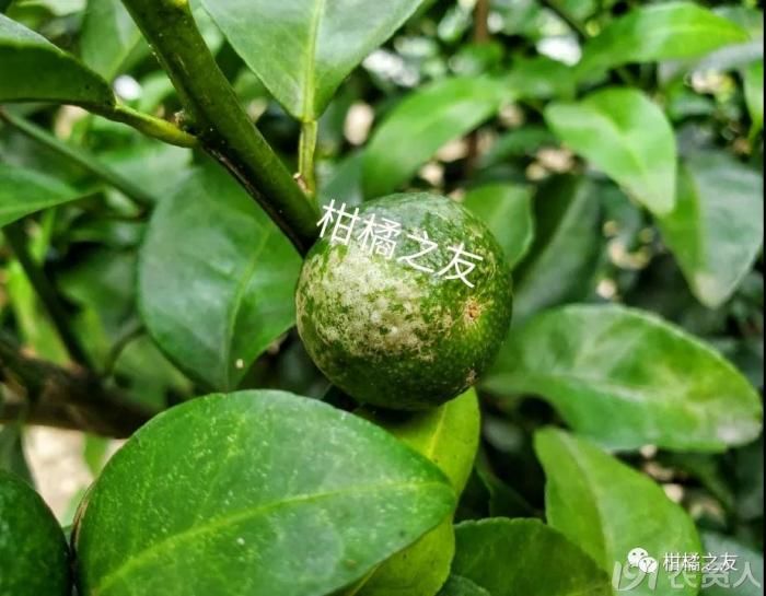 柑橘白癞病防治方法有哪些(柑橘蛆虫防治方法)