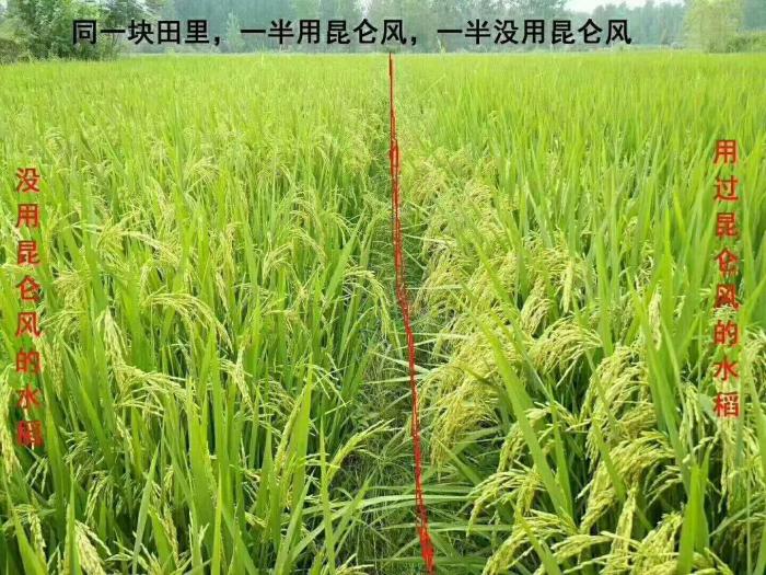 水稻赤霉病就用昆仑风营养杀菌调节