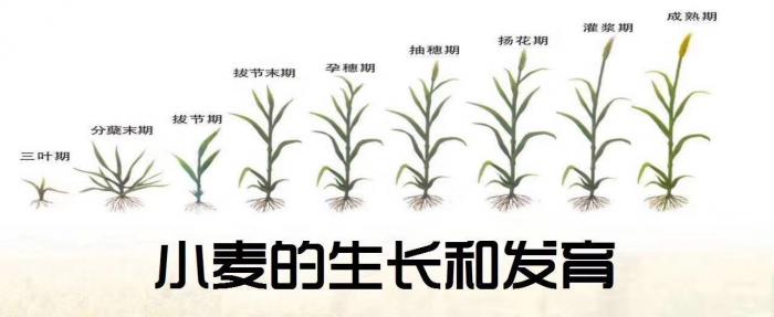 小麦发芽过程示意图图片