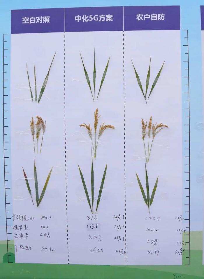 富尔1624水稻种子简介图片