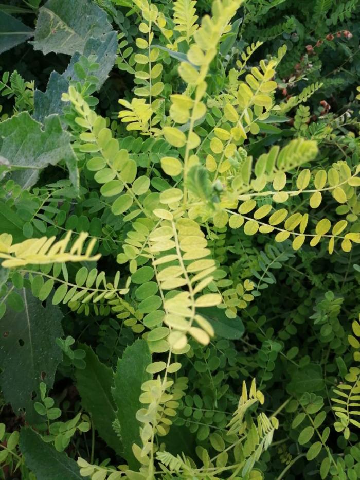 黄芪叶子发黄是怎么回事,易可收枯草芽孢杆菌微生物菌剂防病增产