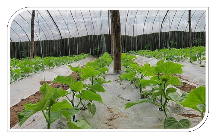 把握缓苗期,打下好基础!——作物缓苗期管理