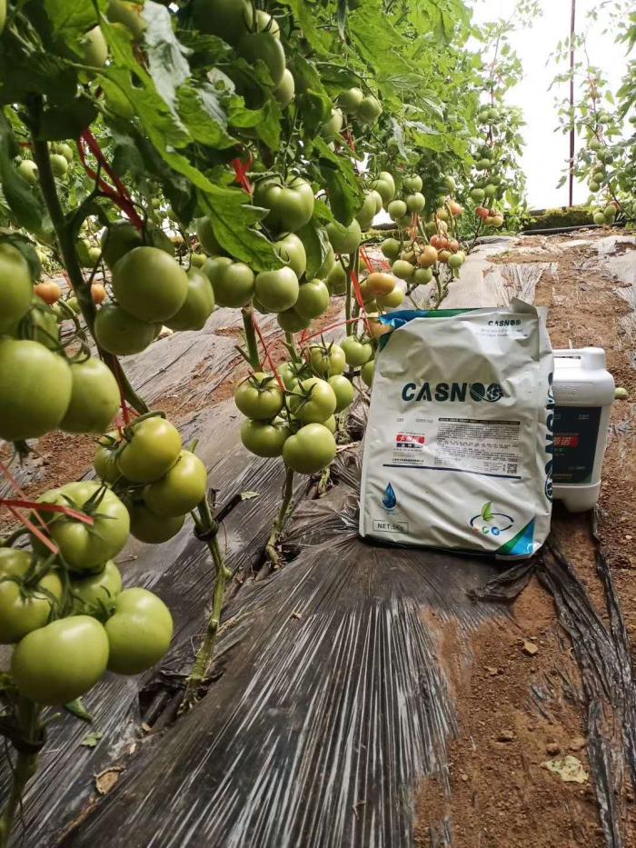 西红柿施肥讲究多(以色列卡希诺智能肥)