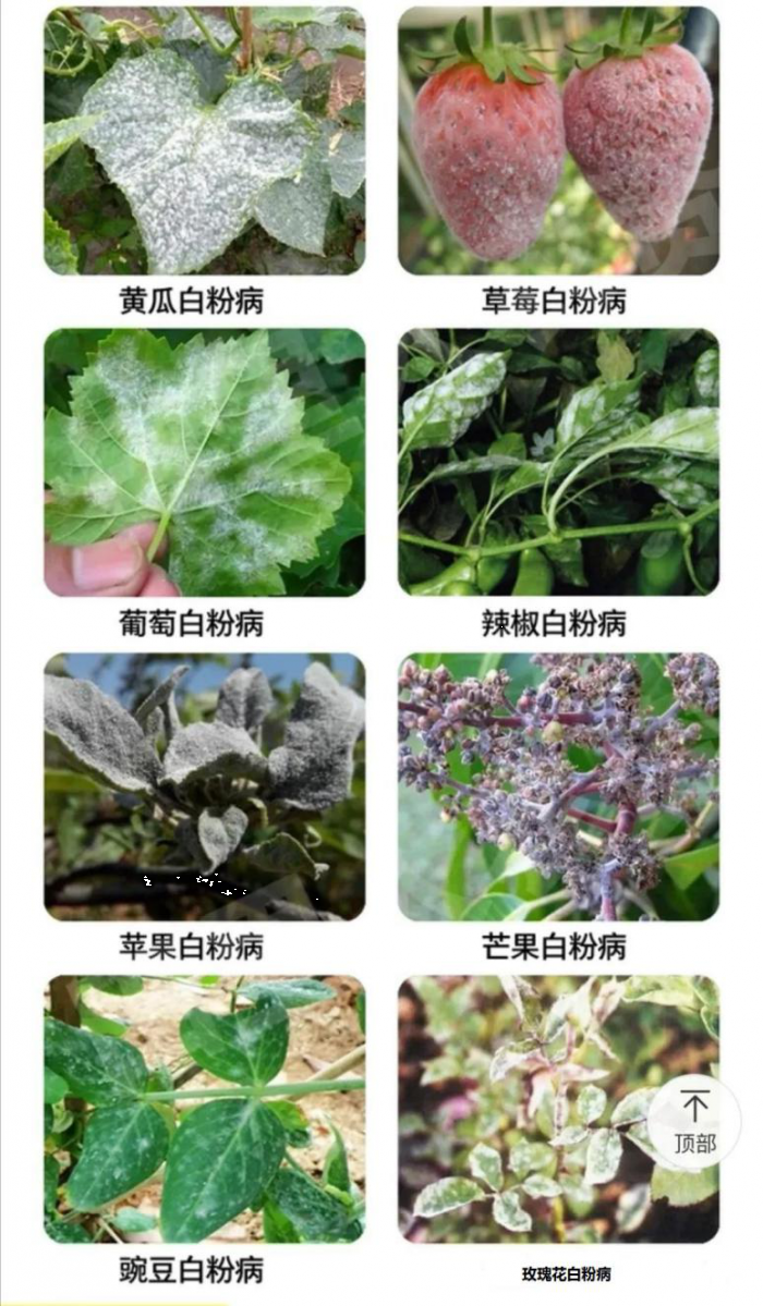 草莓白粉病炭疽病频发使用这款药轻松搞定白粉病