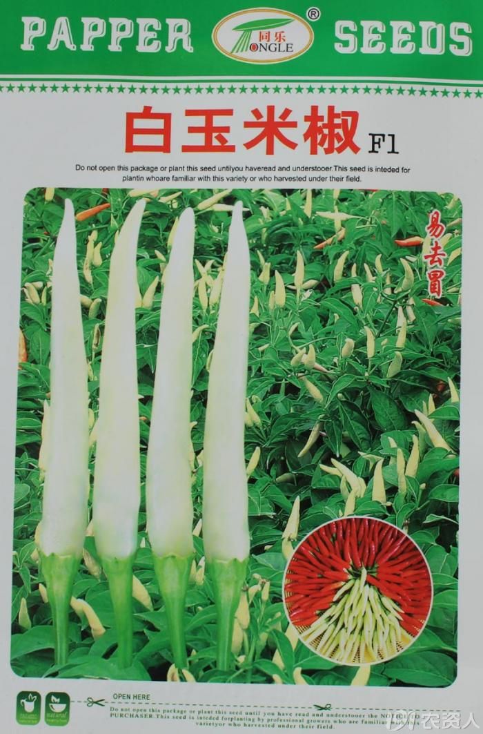 白玉米椒白米椒小泡椒白朝天椒种子