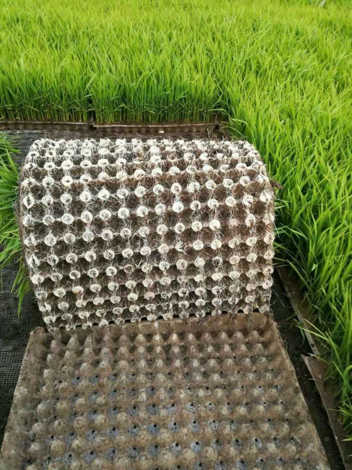 水稻专用壮秧剂 光动力光碳肥