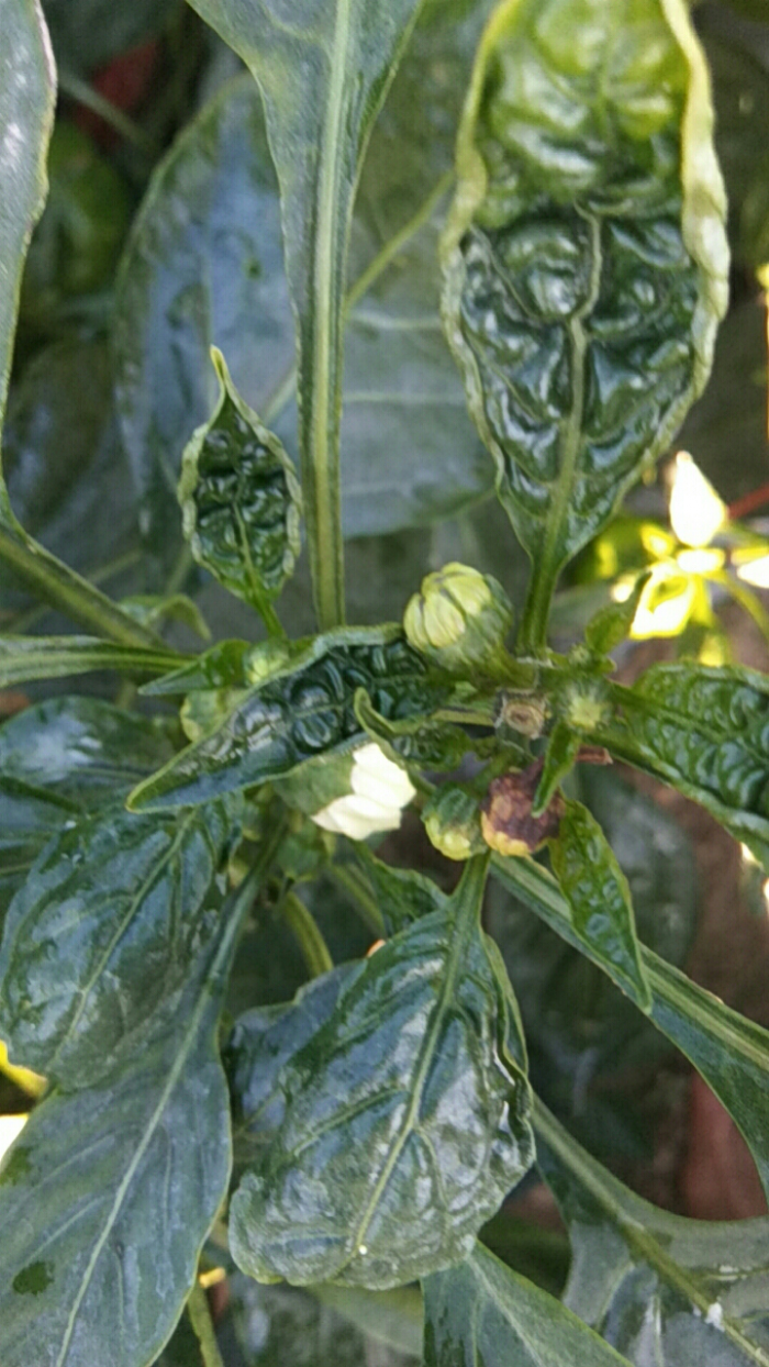 辣椒蓟马防治措施