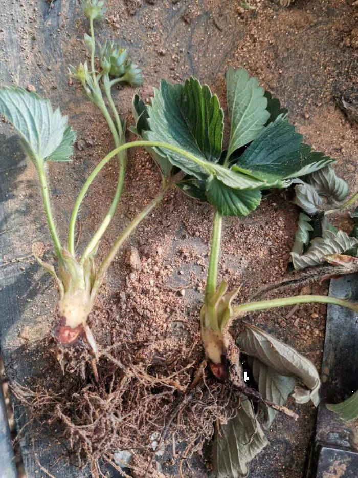 草莓根腐病的特点以及防治措施