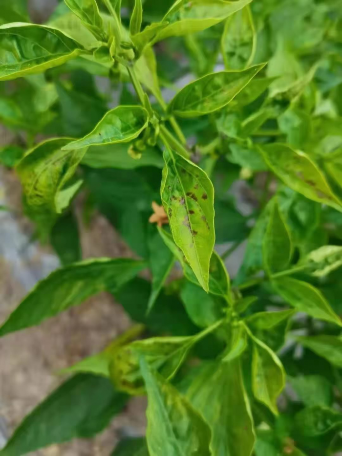 辣椒蓟马防治措施