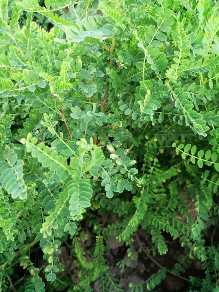 黄芪如何施肥才能高产易高沃鱼蛋白氨基酸水溶肥