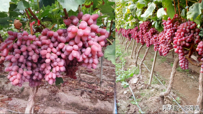 葡萄v型架稍加改变更好使