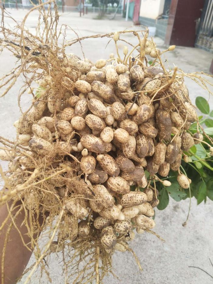 花生用藥關鍵時期詳解 花生高產套餐千斤飽 花生三遍藥