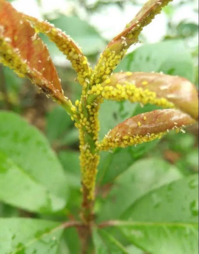 西瓜黃蚜花椒黑蚜蔬菜蚜蟲防治特效藥一網打盡